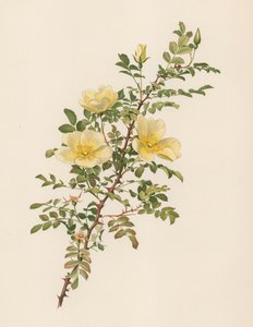 English Rose by English School